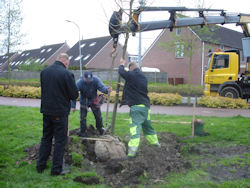 Koningsboom 2014 in Boswijk