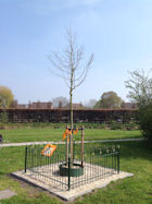 Koningsboom 2015